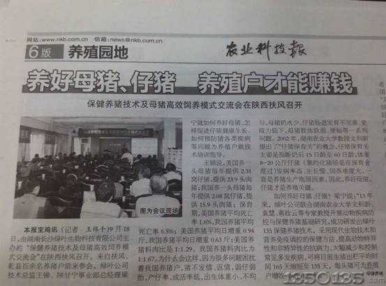 養好母豬才能賺錢