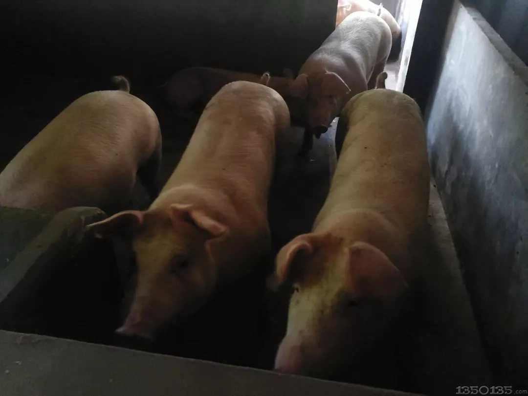 �Ö|�����I���F���������ݣ�